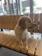 Goldendoodle Puppies for sale in Fort Lauderdale, FL, USA. price: $1,400