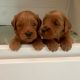 Goldendoodle Puppies for sale in Marin County, CA, USA. price: $3,000
