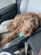 Goldendoodle Puppies for sale in Tampa, FL, USA. price: $1,700