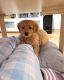 Goldendoodle Puppies for sale in New York New York Casino, Las Vegas, NV 89109, USA. price: $400