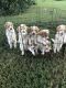 Goldendoodle Puppies for sale in Manchester, TN 37355, USA. price: $1,000