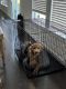 Goldendoodle Puppies for sale in Stone Ridge, VA 20105, USA. price: NA