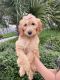 Goldendoodle Puppies for sale in Orlando, FL, USA. price: $1,800