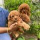Goldendoodle Puppies for sale in New York, NY, USA. price: NA
