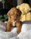 Goldendoodle Puppies for sale in London, UK. price: 700 GBP