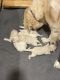 Goldendoodle Puppies for sale in Coventry, RI 02816, USA. price: NA
