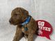Goldendoodle Puppies for sale in Massillon, OH, USA. price: NA