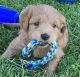 Goldendoodle Puppies for sale in South Jordan, UT, USA. price: $1,100