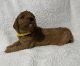 Goldendoodle Puppies for sale in Massillon, OH, USA. price: $2,200