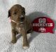 Goldendoodle Puppies for sale in Massillon, OH, USA. price: NA