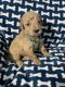 Goldendoodle Puppies for sale in Massillon, OH, USA. price: $2,200