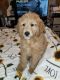 Goldendoodle Puppies for sale in Bloomfield, NJ 07003, USA. price: $2,000