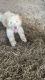 Goldendoodle Puppies for sale in 1310 Brock Rd, Fort Valley, GA 31030, USA. price: NA