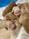 Goldendoodle Puppies for sale in St Bernard, LA 70085, USA. price: NA