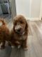 Goldendoodle Puppies for sale in Orange County, CA, USA. price: $2,400