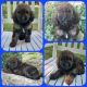 Goldendoodle Puppies for sale in Olivehill, TN 38475, USA. price: NA