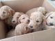 Goldendoodle Puppies for sale in Gilbert, AZ 85233, USA. price: NA