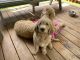 Goldendoodle Puppies for sale in Somerset, PA 15501, USA. price: $700