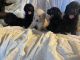 Goldendoodle Puppies for sale in Cottonwood, CA 96022, USA. price: NA