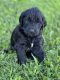 Goldendoodle Puppies for sale in Lyndon Station, WI 53944, USA. price: NA