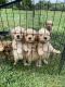Goldendoodle Puppies for sale in Jones, MI 49061, USA. price: NA