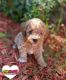 Goldendoodle Puppies for sale in Conway, AR, USA. price: $2,500