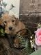 Goldendoodle Puppies for sale in Fontana, CA, USA. price: $2,000