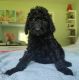 Goldendoodle Puppies for sale in Orlando, FL, USA. price: $800