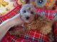 Goldendoodle Puppies for sale in Conway, SC, USA. price: NA