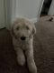 Goldendoodle Puppies for sale in Tampa, FL, USA. price: NA