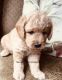 Goldendoodle Puppies for sale in Hubbardston, MA 01452, USA. price: $2,300