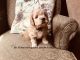 Goldendoodle Puppies for sale in Hubbardston, MA 01452, USA. price: NA