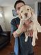 Goldendoodle Puppies for sale in Las Vegas, NV, USA. price: $2,000