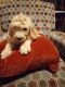 Goldendoodle Puppies for sale in Moreno Valley, CA, USA. price: $1,000