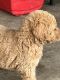 Goldendoodle Puppies for sale in Sidney, OH 45365, USA. price: $1,500