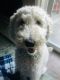 Goldendoodle Puppies for sale in Gallatin, TN 37066, USA. price: $1,000
