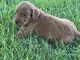 Goldendoodle Puppies for sale in St. George, UT 84790, USA. price: $1,200