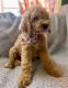 Goldendoodle Puppies for sale in Lehi, UT, USA. price: $900