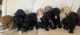 Goldendoodle Puppies for sale in Kent City, MI 49330, USA. price: $1,500