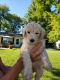 Goldendoodle Puppies for sale in Auburn, IN 46706, USA. price: NA