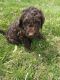 Goldendoodle Puppies for sale in Centerville, IA 52544, USA. price: NA
