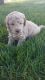 Goldendoodle Puppies for sale in Odon, IN 47562, USA. price: NA