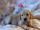 Goldendoodle Puppies for sale in Caldwell, ID, USA. price: $2,500