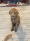 Goldendoodle Puppies for sale in Bixby, OK 74008, USA. price: NA