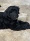 Goldendoodle Puppies for sale in Plains, TX 79355, USA. price: NA