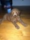 Goldendoodle Puppies for sale in Clifton, NJ, USA. price: NA