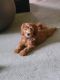 Goldendoodle Puppies for sale in Des Plaines, IL, USA. price: $1,600