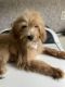 Goldendoodle Puppies for sale in Cullman, AL, USA. price: $500