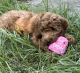 Goldendoodle Puppies for sale in Boston, MA, USA. price: $1,100