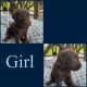 Goldendoodle Puppies for sale in Jacksonville, NC, USA. price: NA